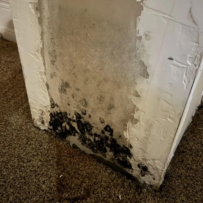 Professional Mold Removal in Mentone, CA